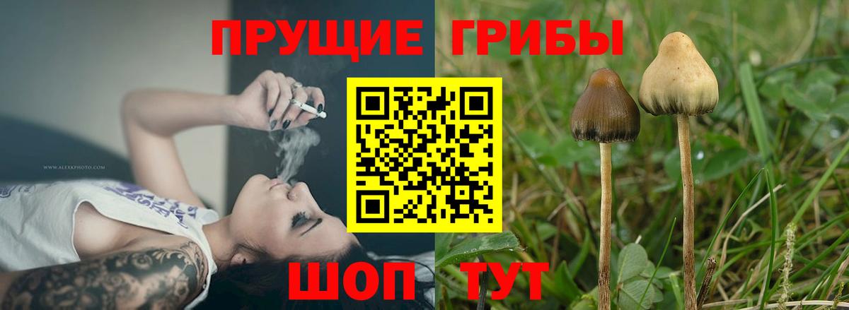 Псилоцибиновые грибы Psilocybine cubensis Каспийск